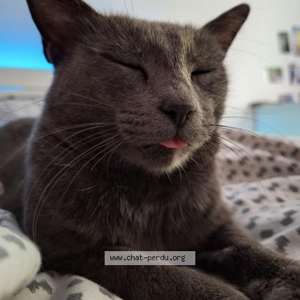 Foto 1/1 Timy Chat perdido en Maucor