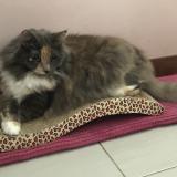 Foto del gato perdido en Salernes