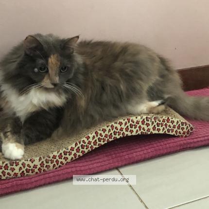 Foto 1/1 Chipie Chat perdido en Salernes