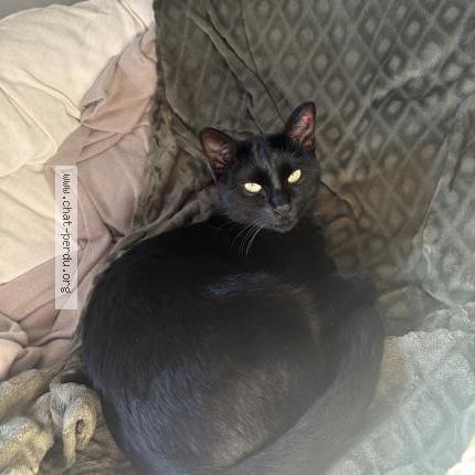 Foto 1/1 Ryuk Chat perdido en Montreverd