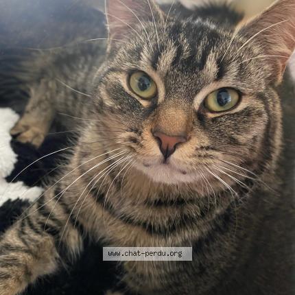 Foto 1/1 PRINCESSE Chat perdido en Fournes en weppes