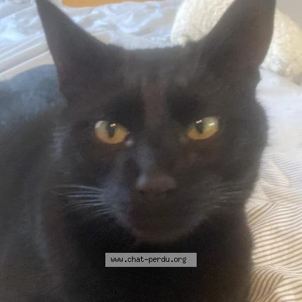 Foto 1/1 Napo Chat perdido en Montagnac