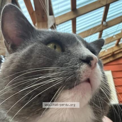 Foto 1/1 Newton Chat perdido en Sainte adele