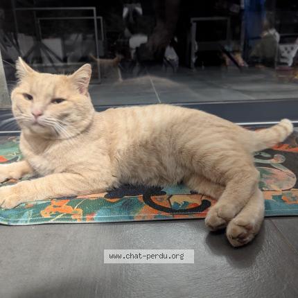 Foto 1/1 Gato encontrado Encontrado en Saint mathieu de treviers