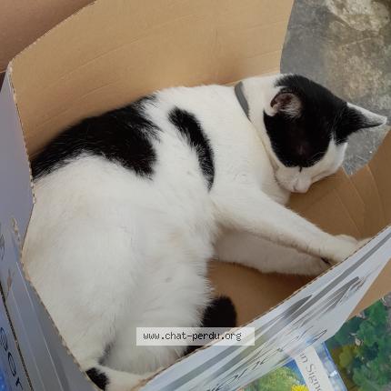 Foto 1/1 VAGABONDE Chat perdido en Bazouges cre sur loir