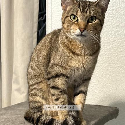 Foto 1/1 Artemis Chat perdido en Nacogdoches