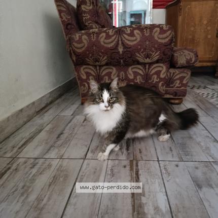 Foto 1/1 Gato encontrado Encontrado en Mataderos