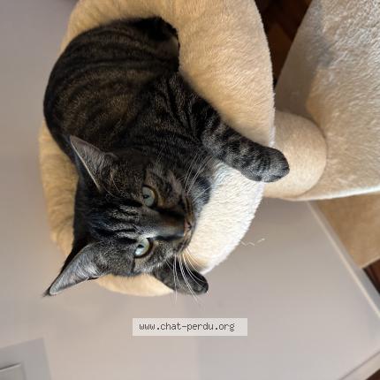 Foto 1/1 Lucky Chat perdido en Bonne