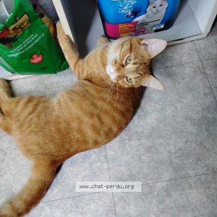 Foto 1/1 jonsy Chat perdido en Terrebonne