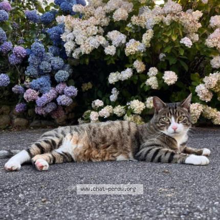 Foto 1/1 Sunny Chat perdido en Chein dessus