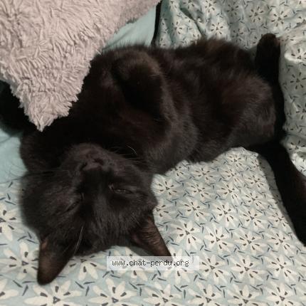 Foto 1/1 Bagheera Chat perdido en Biscarrosse