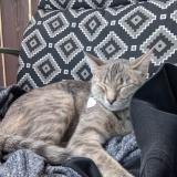 Foto del gato perdido en Salaberry De Valleyfield