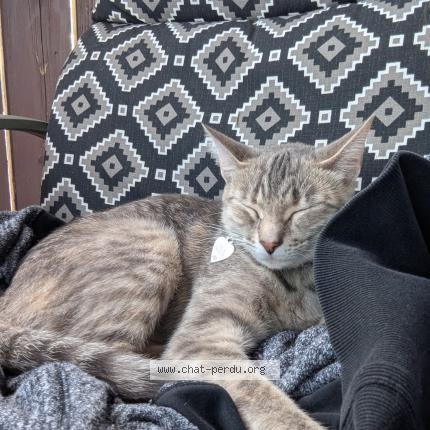 Foto 1/2 Nala Chat perdido en Salaberry de valleyfield