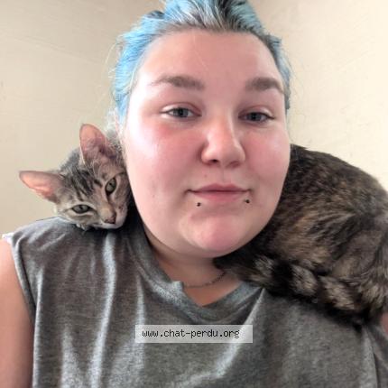 Foto 2/2 Nala Chat perdido en Salaberry de valleyfield