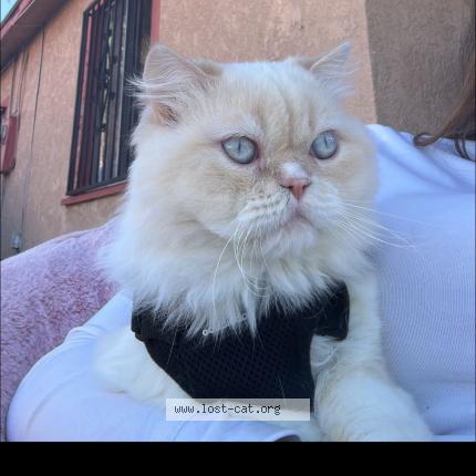 Foto 1/1 Nene Chat perdido en Compton