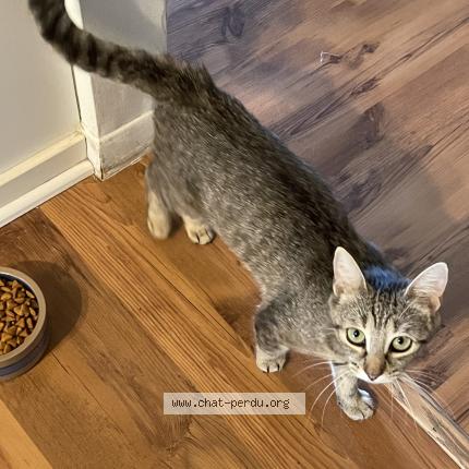 Foto 1/1 Molly Chat perdido en Saint hyacinthe