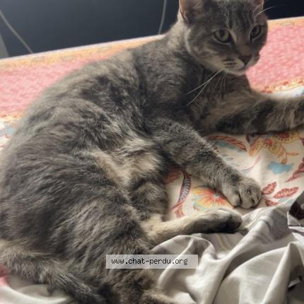 Foto 1/1 Mia Chat perdido en Communay