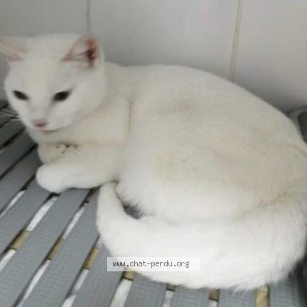 Foto 1/1 Gato encontrado Encontrado en Villefranche de rouergue