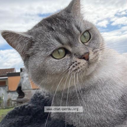 Foto 1/1 Ela Chat perdido en Wittenheim