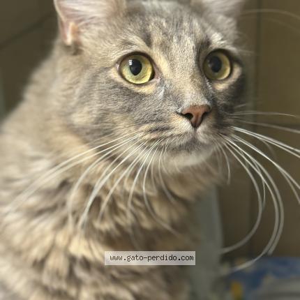 Foto 1/1 Kiwi Chat perdido en Barracas