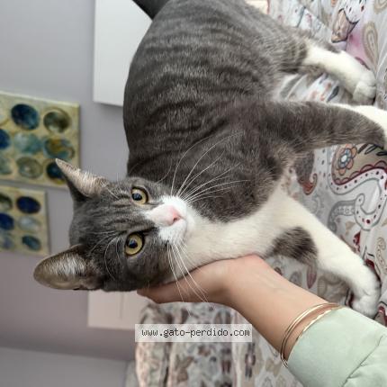 Foto 1/1 Gato encontrado Encontrado en Monterrey