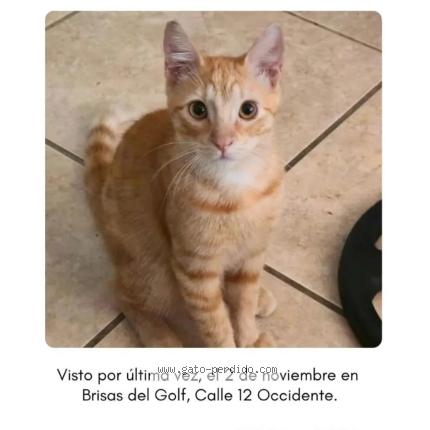 Foto 1/1 Elías Chat perdido en Panama