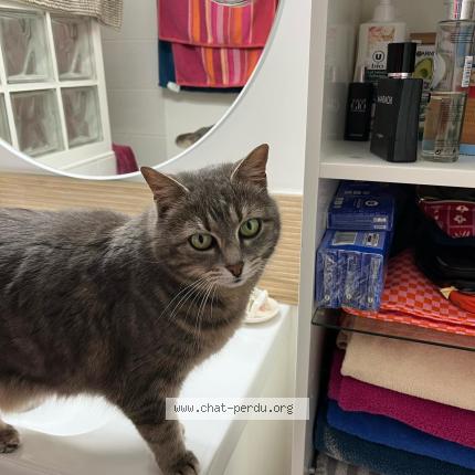 Foto 1/1 Pailette Chat perdido en Les gets