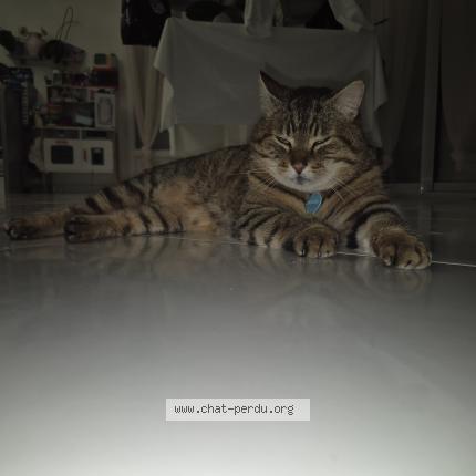 Foto 1/1 Minouche Chat perdido en Fontaine le bourg