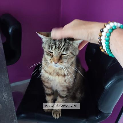 Foto 1/1 Filou Chat perdido en Le villard