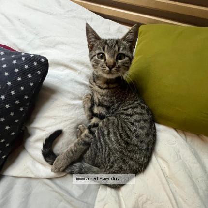 Foto 1/1 Zitoune Chat perdido en Laurede