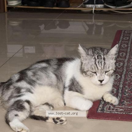 Foto 1/1 Odell Chat perdido en Singapore