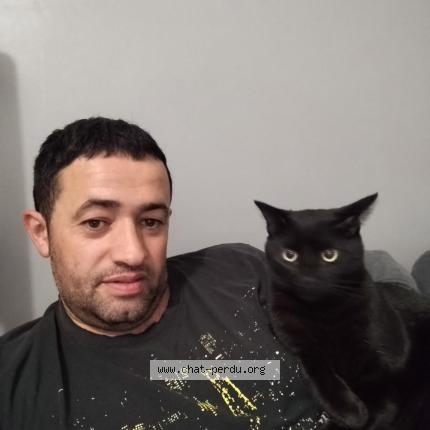 Foto 1/1 TOM Chat perdido en Essomes sur marne