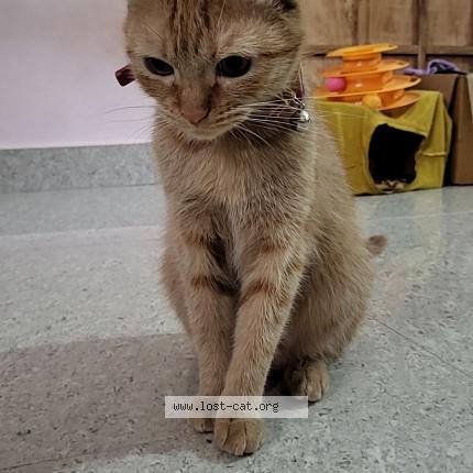 Foto 1/1 Taki Chat perdido en Bangalore