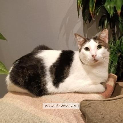 Foto 1/1 Shadow Chat perdido en Marlemont