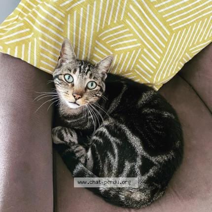 Foto 1/1 MIMI Chat perdido en Vannes