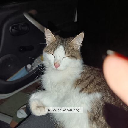 Foto 1/1 Gato encontrado Encontrado en Salon de provence