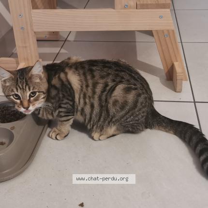 Foto 1/1 Tagada Chat perdido en Gujan mestras