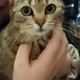 Foto del gato perdido en Prauthoy