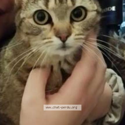 Foto 1/1 Alya Chat perdido en Prauthoy