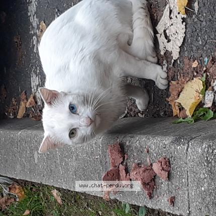 Foto 1/1 Gato encontrado Encontrado en Champs sur marne