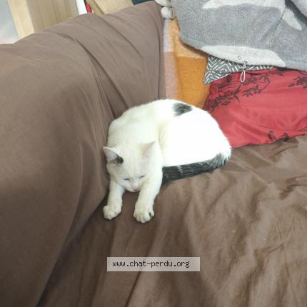 Foto 1/1 Tiwhite Chat perdido en Gujan mestras