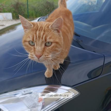 Foto 1/1 Gato encontrado Encontrado en Echemines