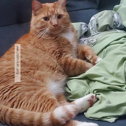 Foto 1/1 Flash Chat perdido en Edmonton