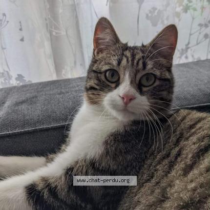 Foto 1/1 Boubou Chat perdido en L union