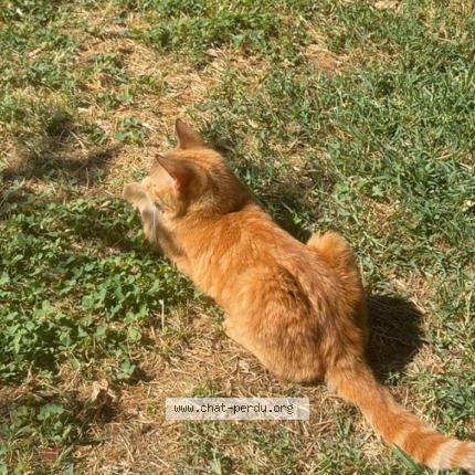 Foto 1/1 Gato encontrado Encontrado en Sainte anastasie sur issole