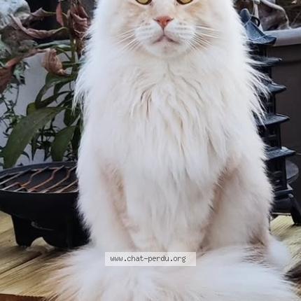 Foto 1/1 Suna Chat perdido en Montpellier