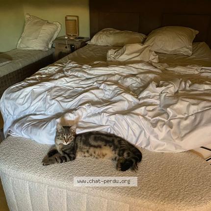 Foto 1/1 Athena Chat perdido en Hurigny