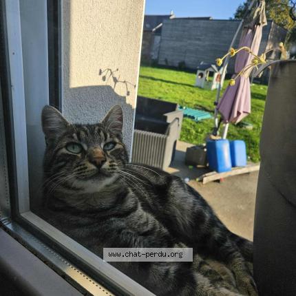Foto 1/1 Gato encontrado Encontrado en Le coudray