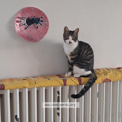 Foto 1/1 Asgard Chat perdido en Saint avertin