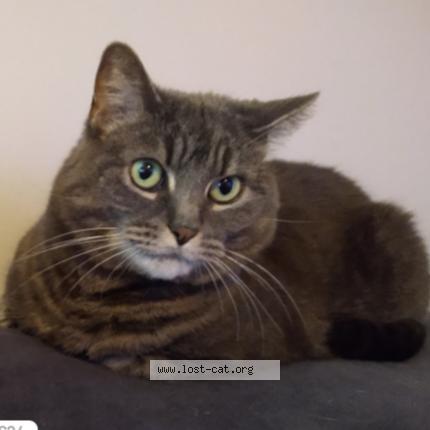 Foto 1/1 Lily Chat perdido en Cleveland